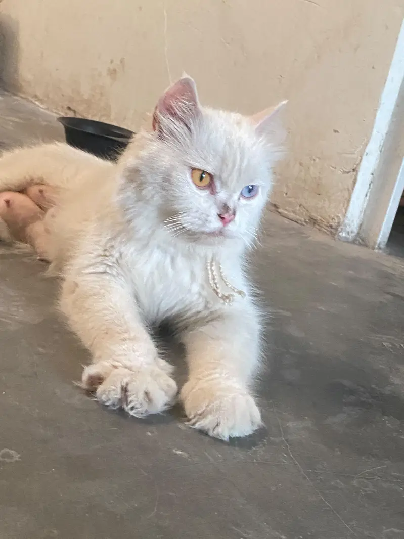 Persian cat female oddy eyes — photo 3