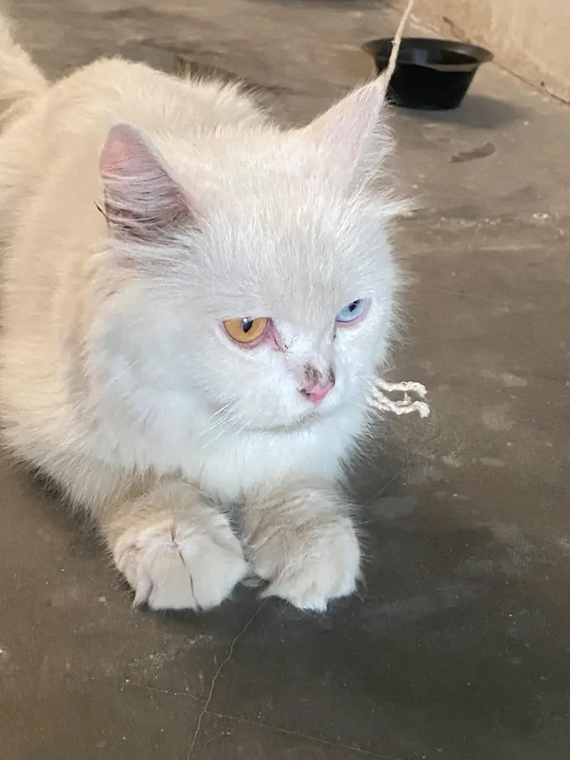 Persian cat female oddy eyes — photo 4