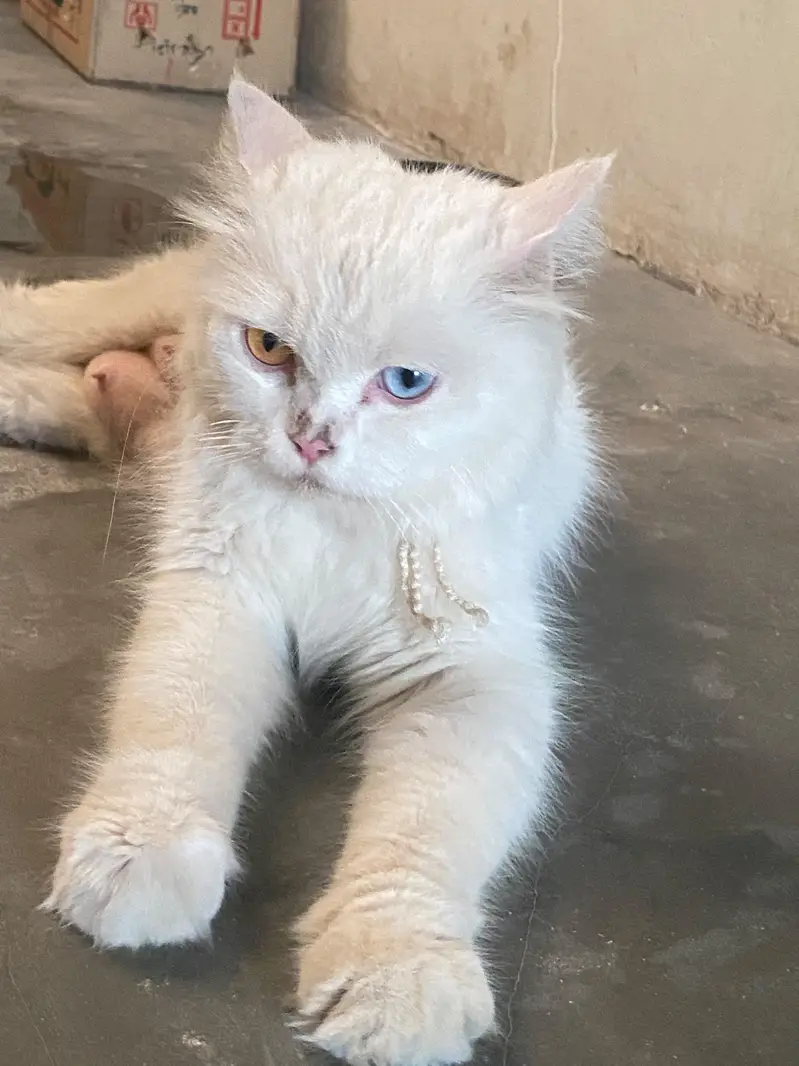 Persian cat female oddy eyes — photo 5