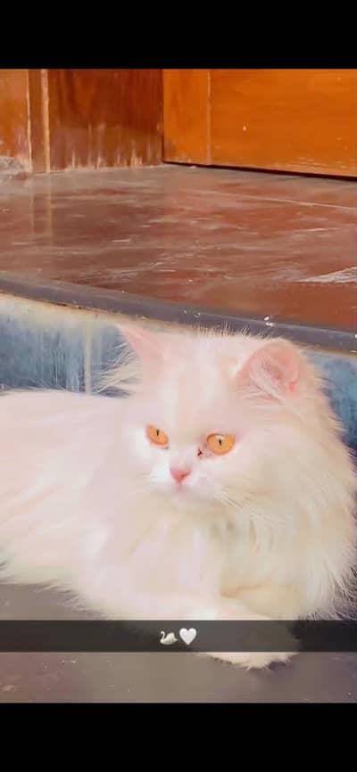 Pure White Persian Cat Beautiful Golden Eyes