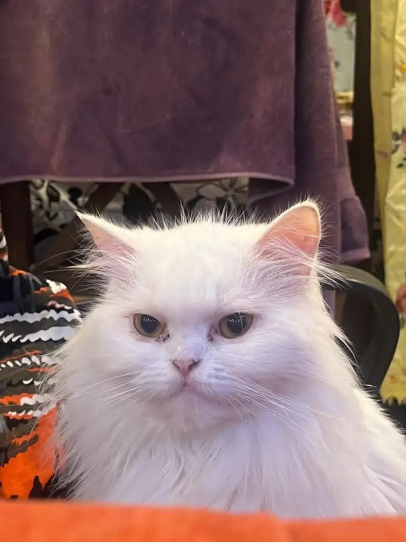 Pure White Persian Cat Beautiful Golden Eyes — photo 2