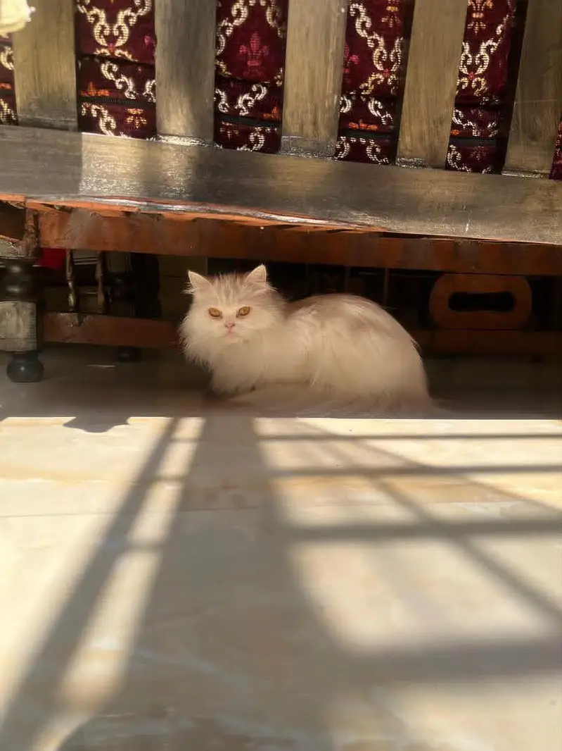 Pure White Persian Cat Beautiful Golden Eyes — photo 3