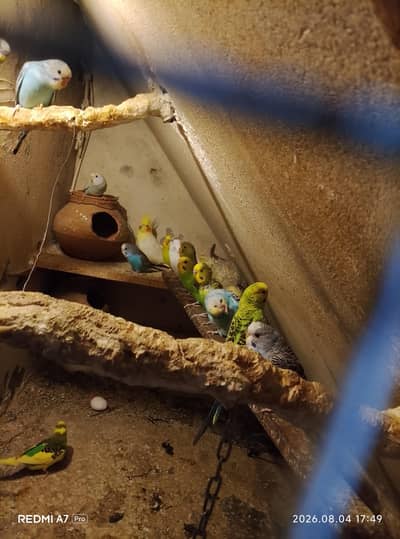 Australian parrot black eyes
