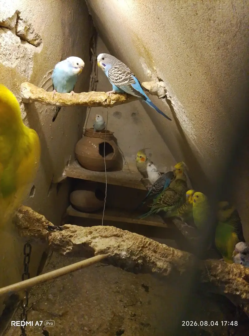 Australian parrot black eyes — photo 2