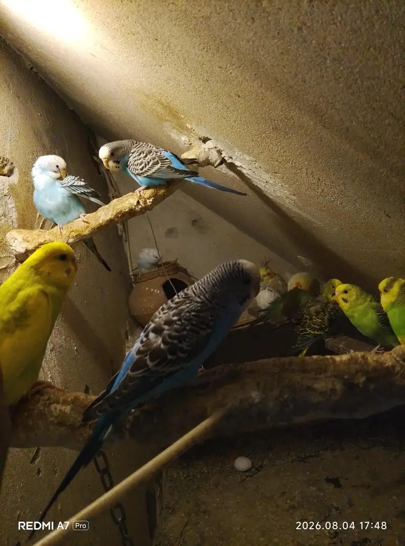 Australian parrot black eyes — photo 3