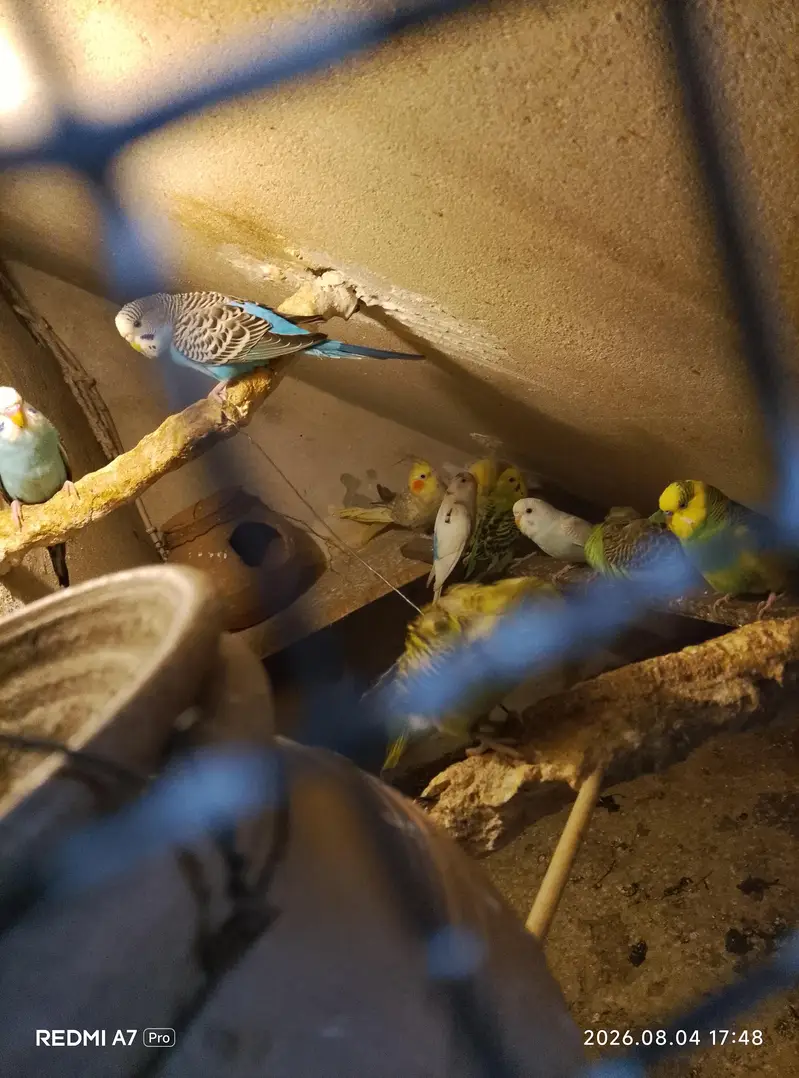 Australian parrot black eyes — photo 4