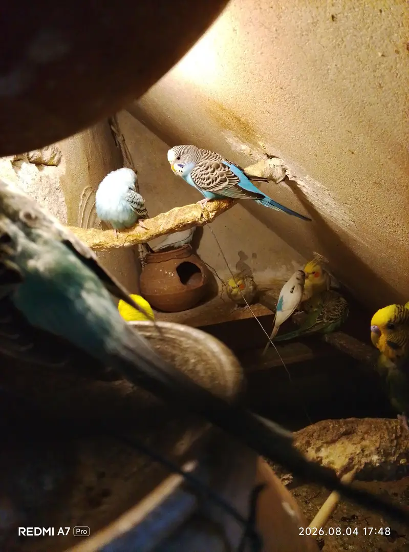 Australian parrot black eyes — photo 5