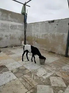 خوبصورت اور صحت مند ماڈی بکری کراچی میں برائے فروخت۔ — photo 11