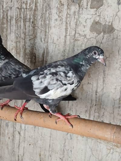 Beautiful baby pigeon