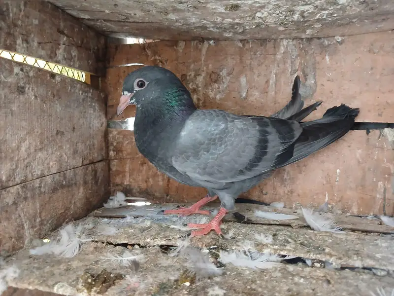 Beautiful baby pigeon — photo 2