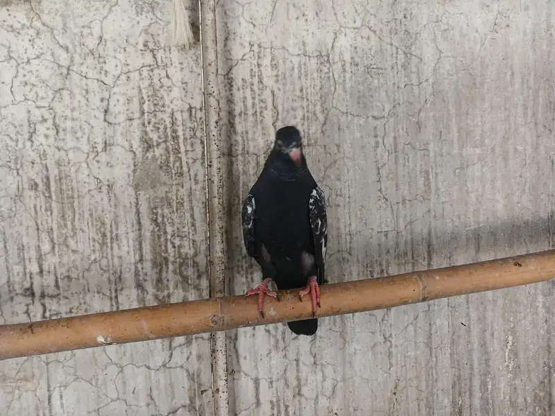 Beautiful baby pigeon — photo 3