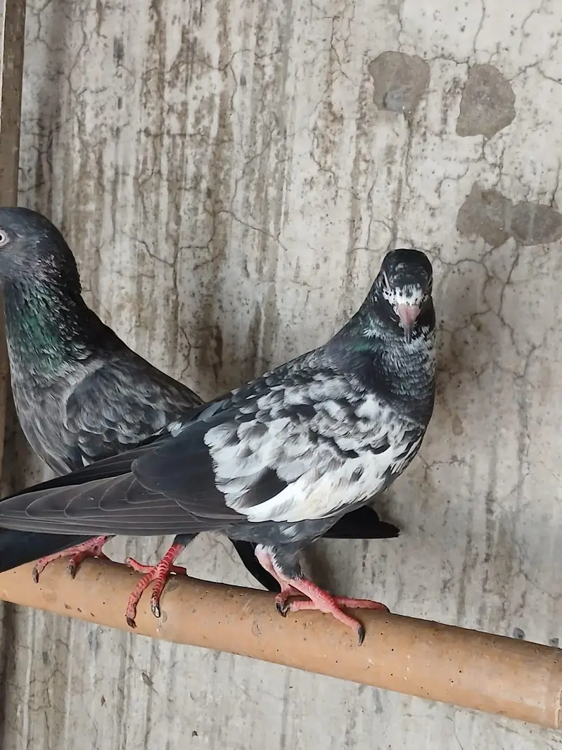 Beautiful baby pigeon — photo 5