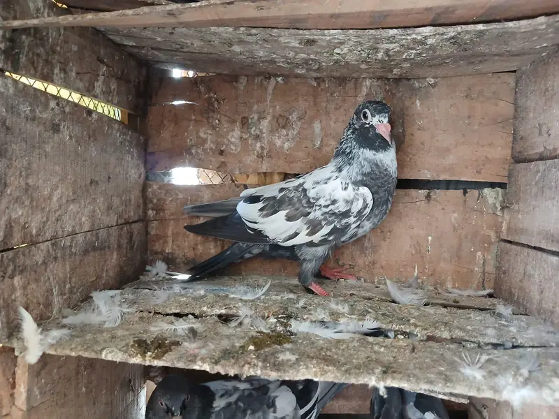Beautiful baby pigeon — photo 6