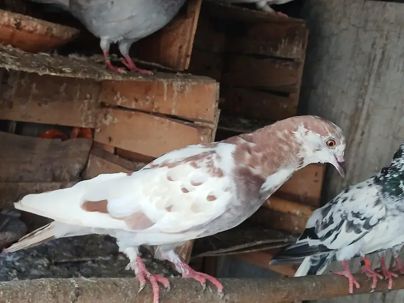 Beautiful baby pigeon — photo 7