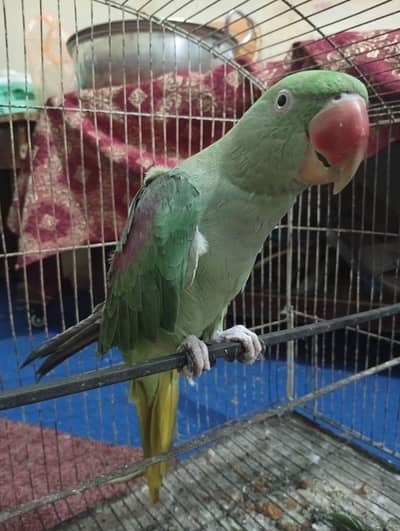 raw female 4years old full talking