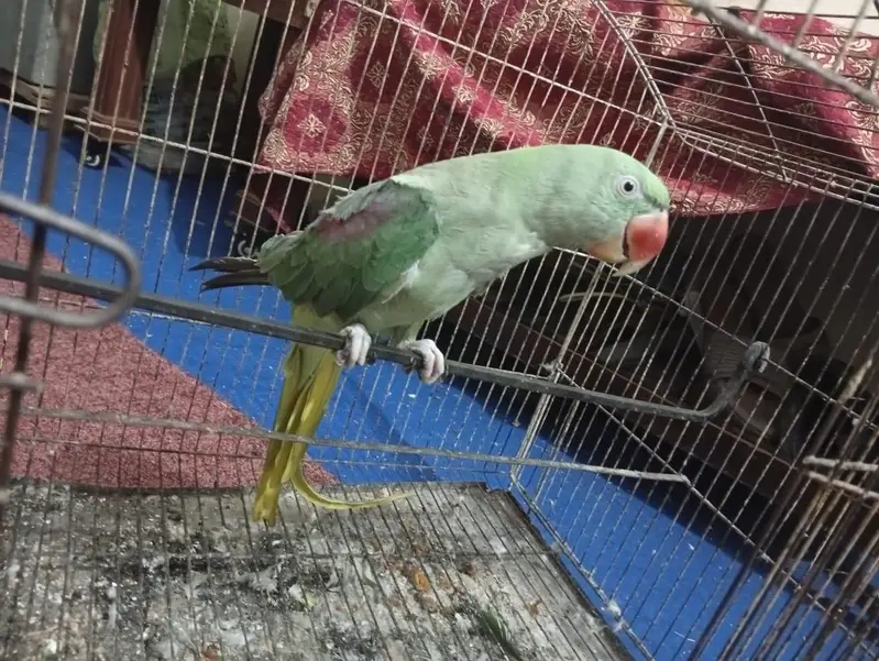 raw female 4years old full talking — photo 2
