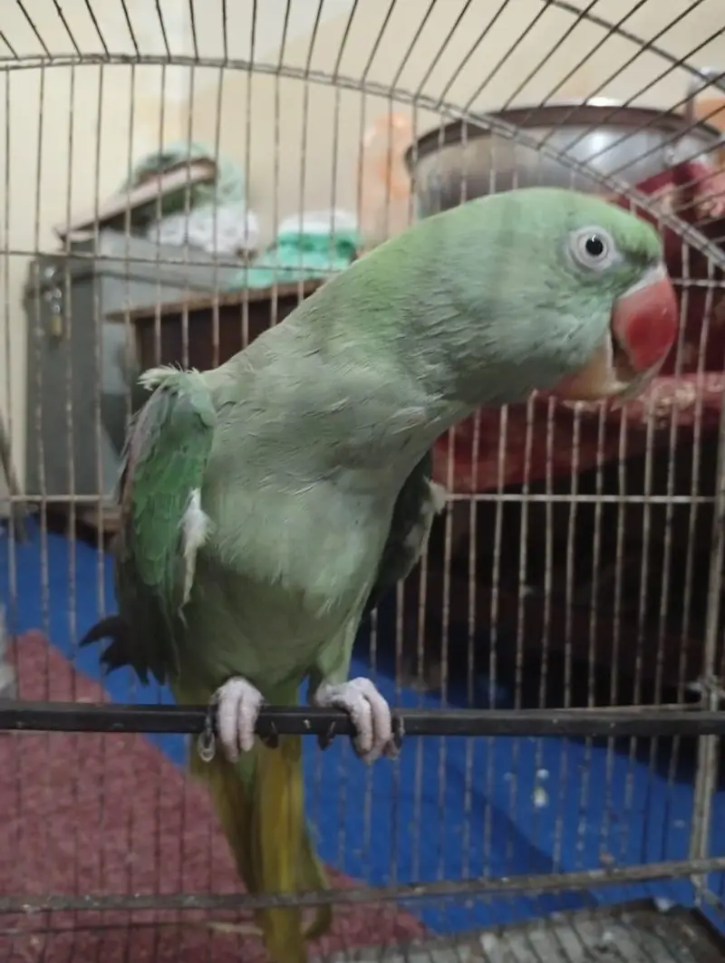 raw female 4years old full talking — photo 3