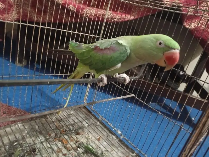raw female 4years old full talking — photo 4