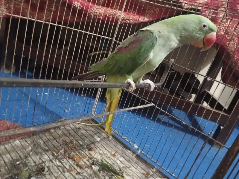 raw female 4years old full talking — photo 5