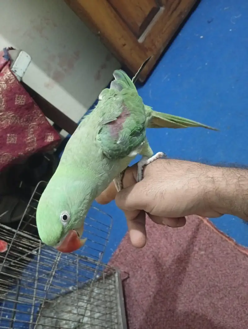 raw female 4years old full talking — photo 6