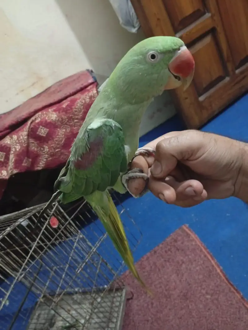 raw female 4years old full talking — photo 7