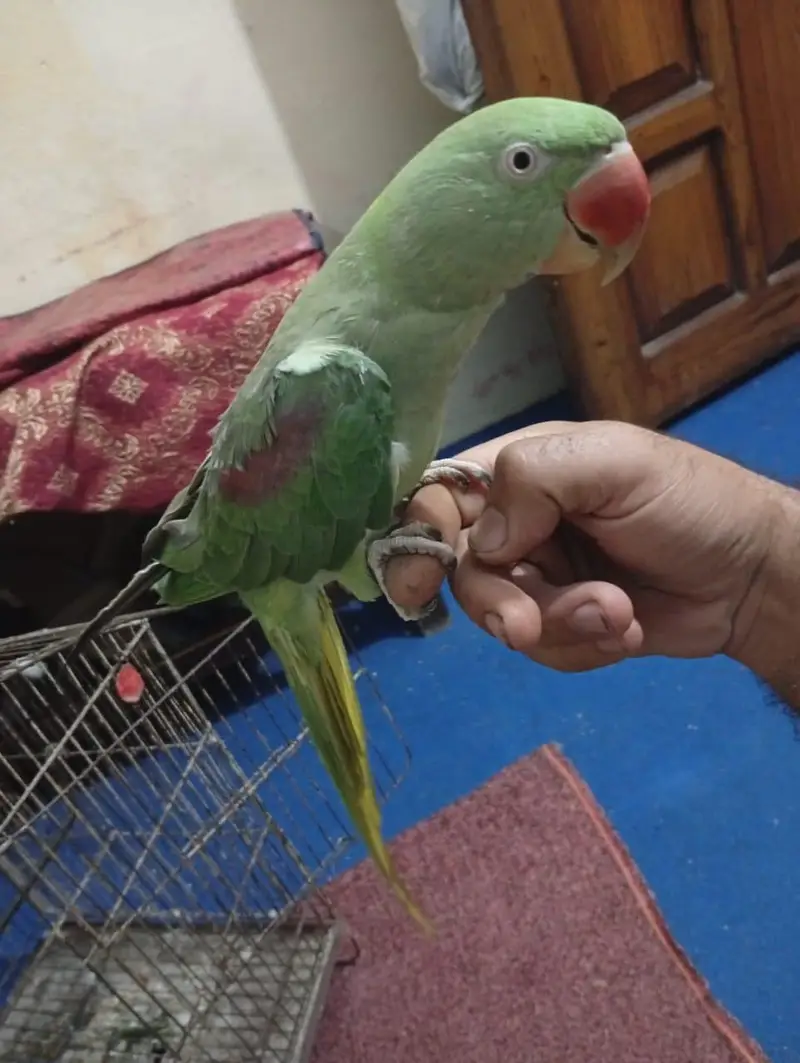 raw female 4years old full talking — photo 8