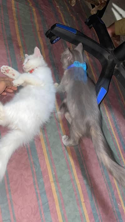Persian white & grey  kittens