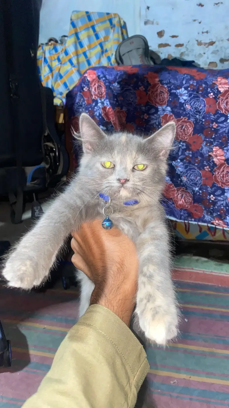 Persian white & grey  kittens — photo 2