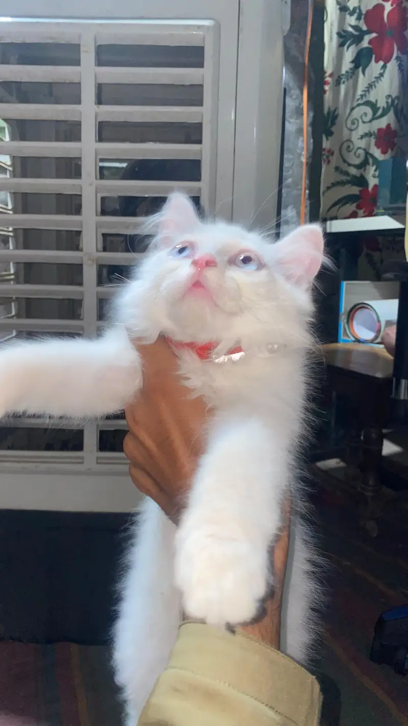 Persian white & grey  kittens — photo 3