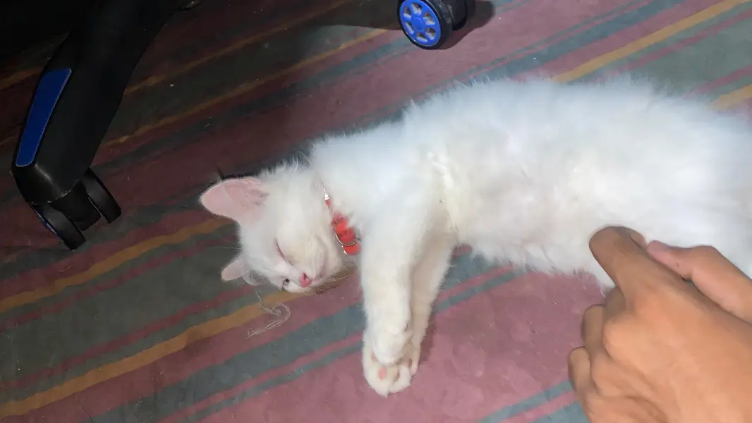 Persian white & grey  kittens — photo 4
