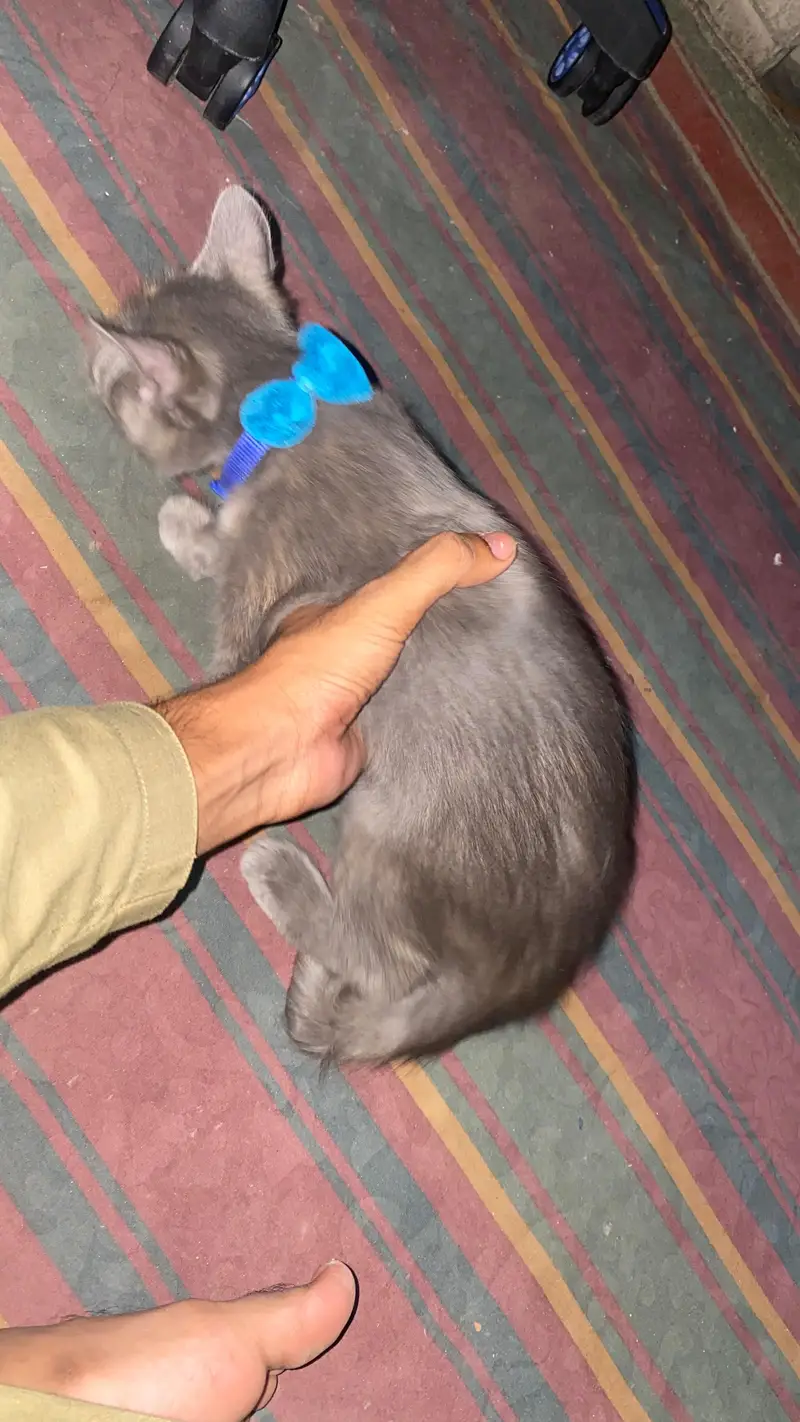 Persian white & grey  kittens — photo 5