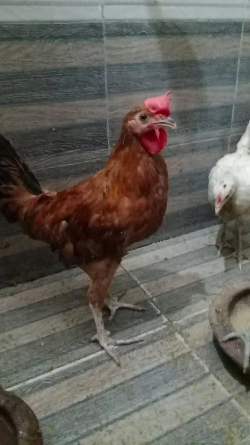 dasi murgy — photo 3