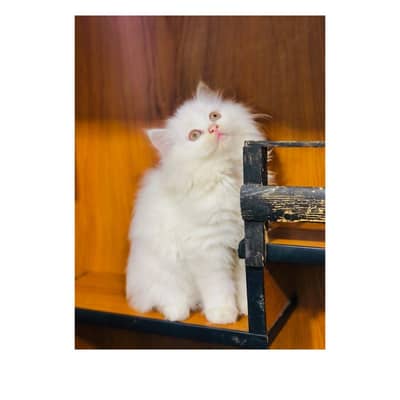 Persian Punch face triple coat cat Kitten