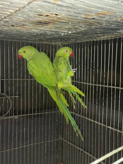 Green ringneck pair