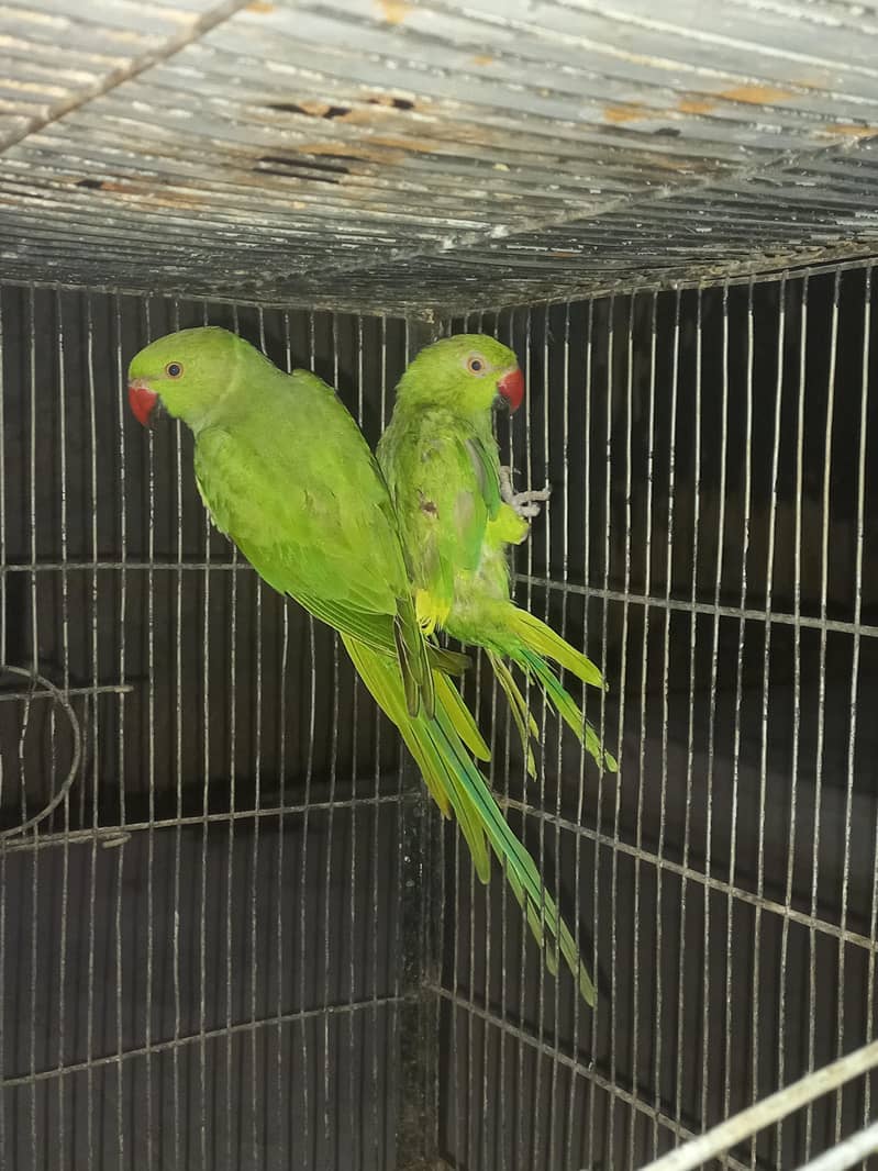 Green ringneck pair 0