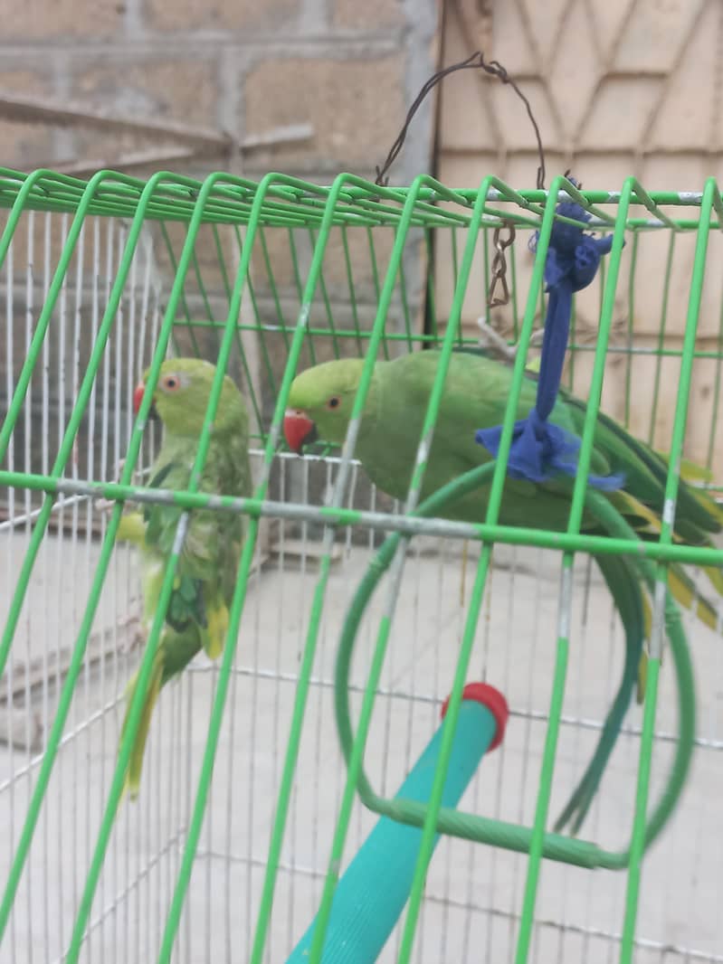 Green ringneck pair 1