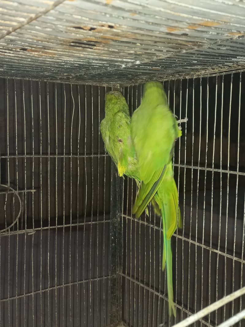 Green ringneck pair 2