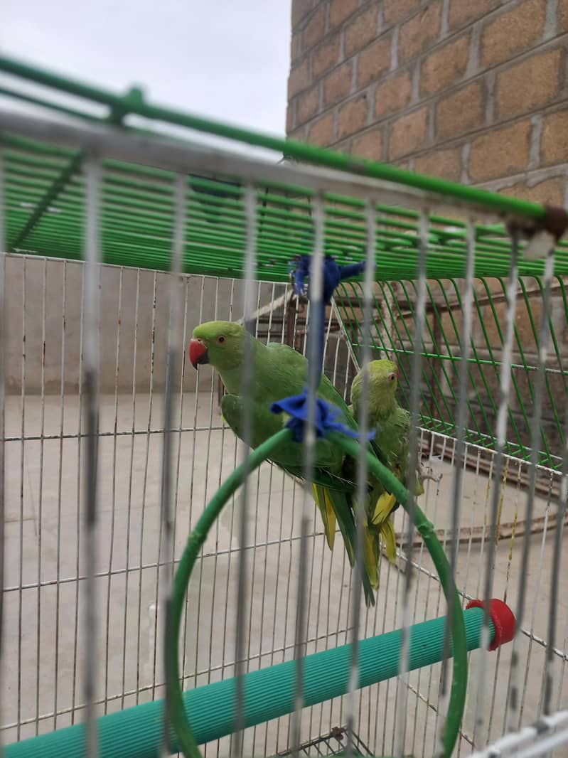Green ringneck pair 3