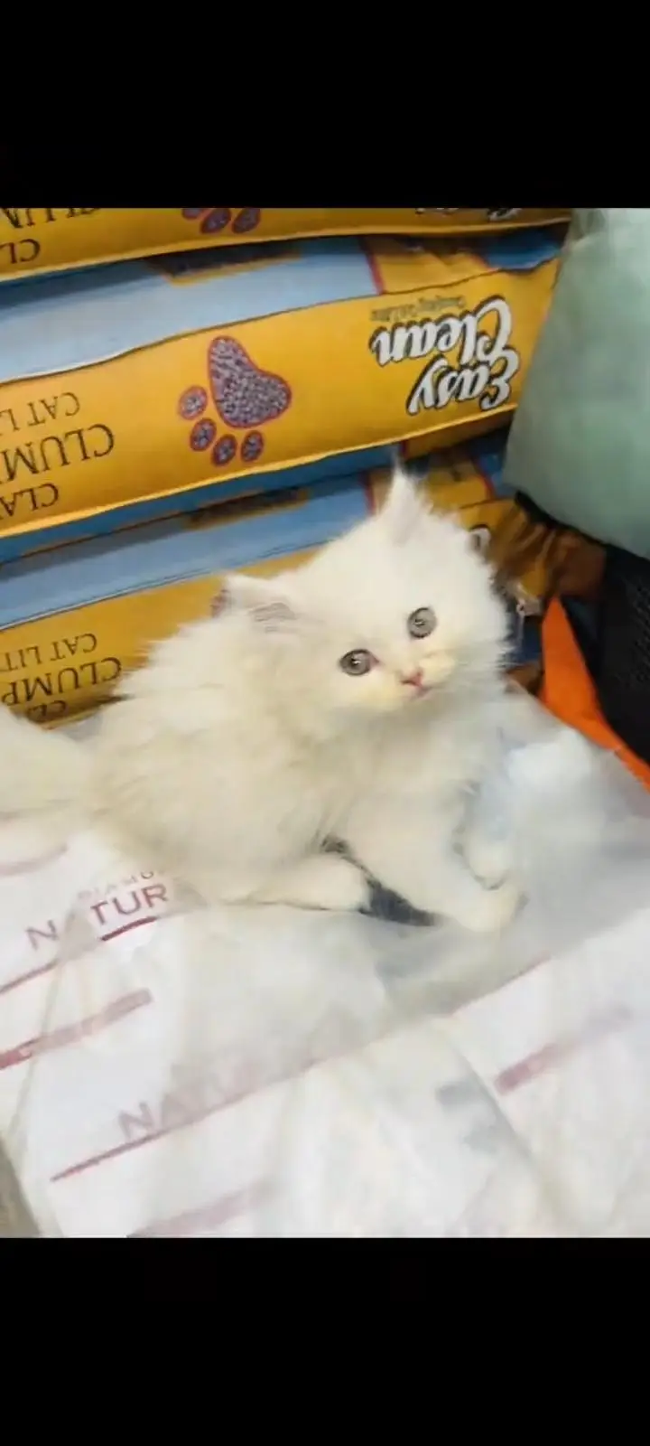 persian cat for sale — photo 3