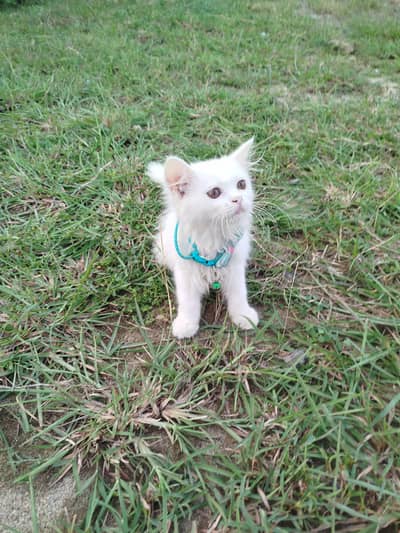 pure white Persian kitten