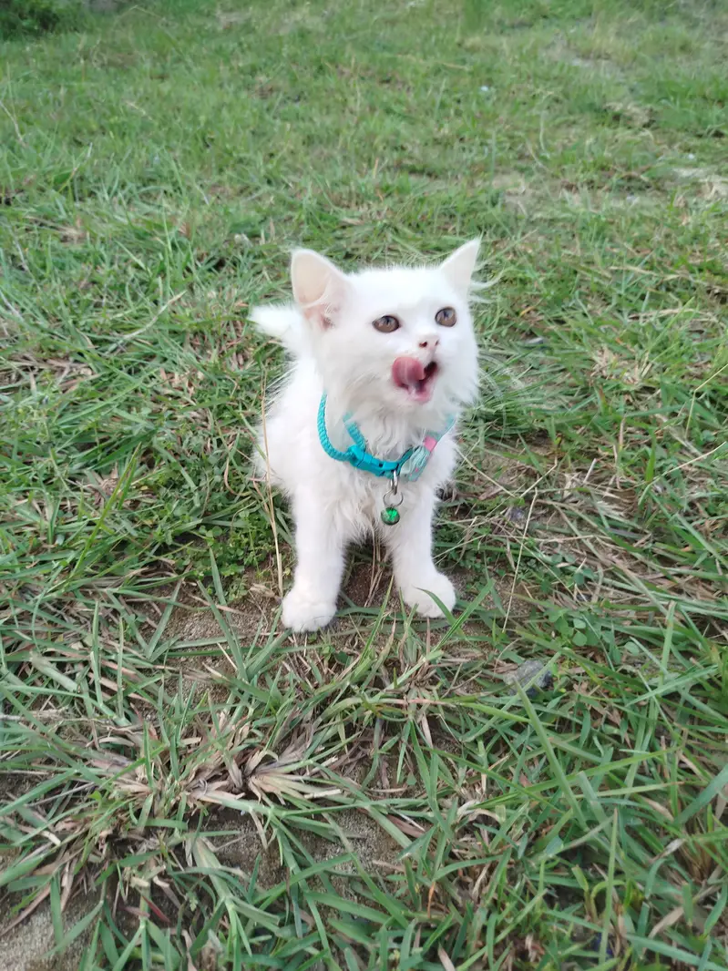pure white Persian kitten — photo 2
