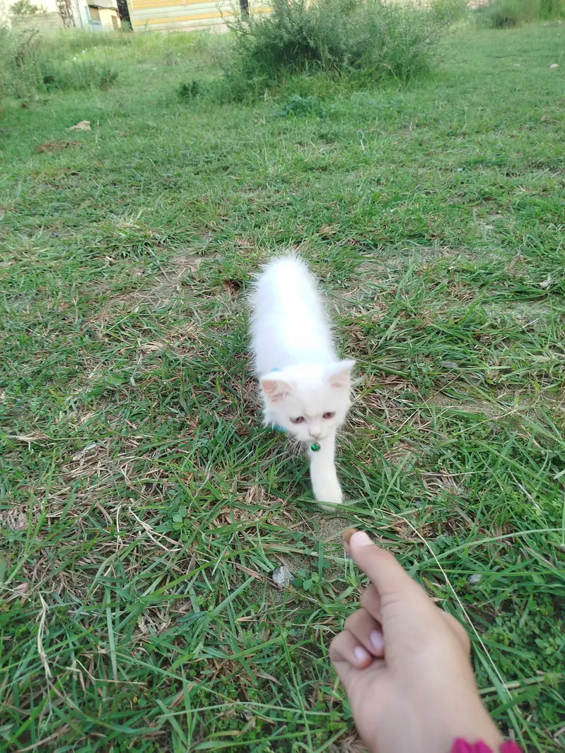 pure white Persian kitten — photo 3
