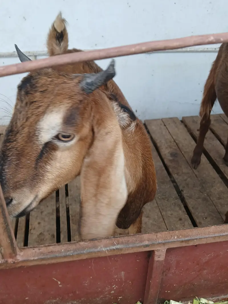healthy beautyful bakra for sale qurbani special — photo 5