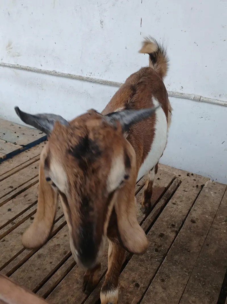 healthy beautyful bakra for sale qurbani special — photo 6