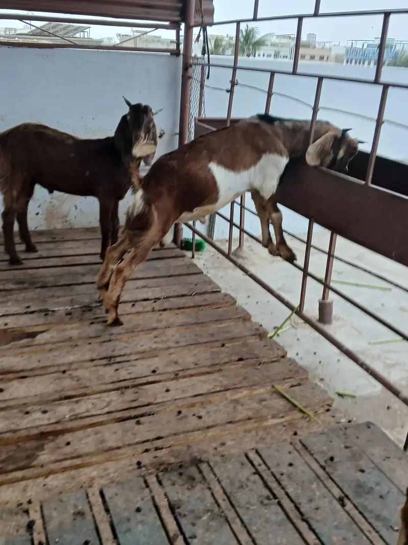 healthy beautyful bakra for sale qurbani special — photo 7
