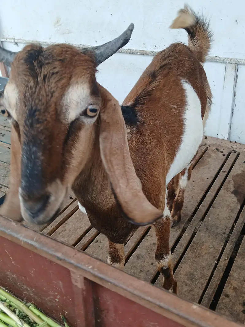 healthy beautyful bakra for sale qurbani special — photo 8