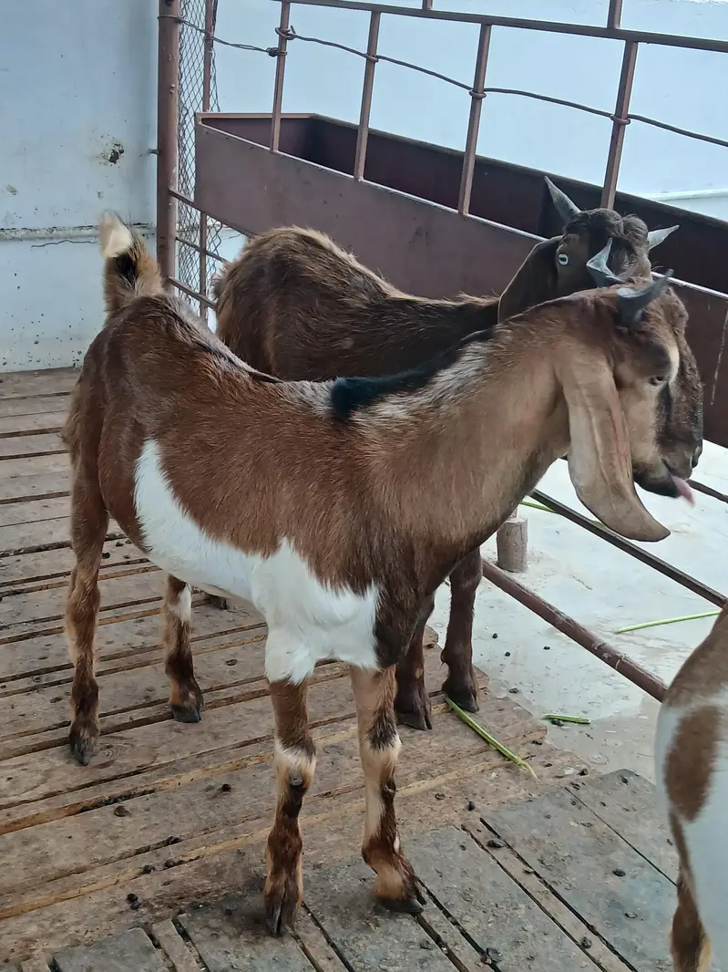 healthy beautyful bakra for sale qurbani special — photo 9