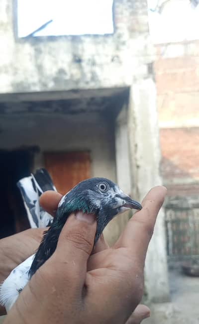 cargo ki saholat nahi ha