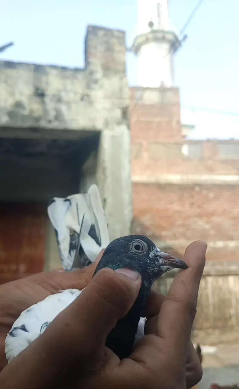 cargo ki saholat nahi ha — photo 2