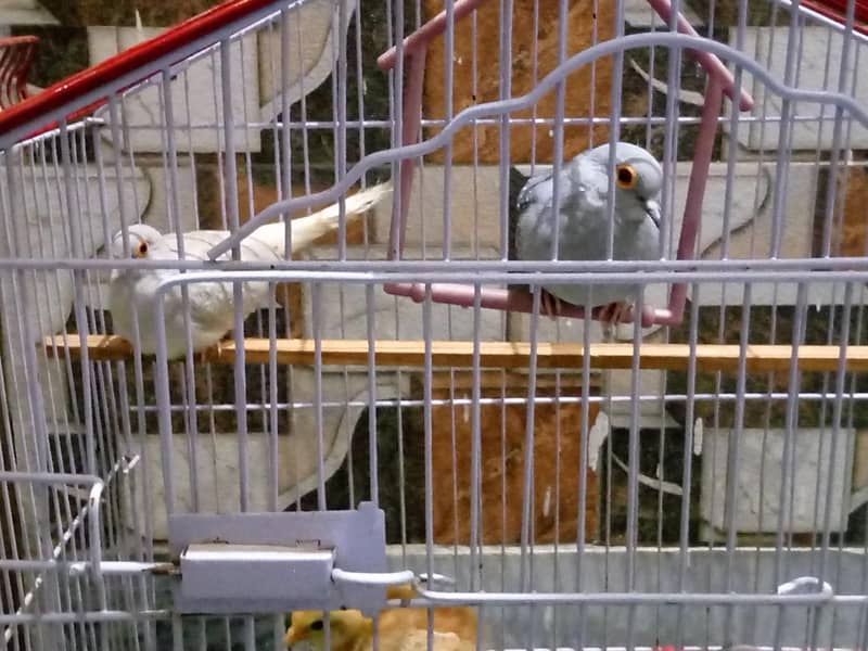 Dove Pair 1